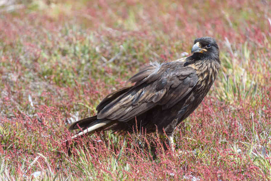 Carancho Austral - islas Falkland o Malvinas 03.jpg